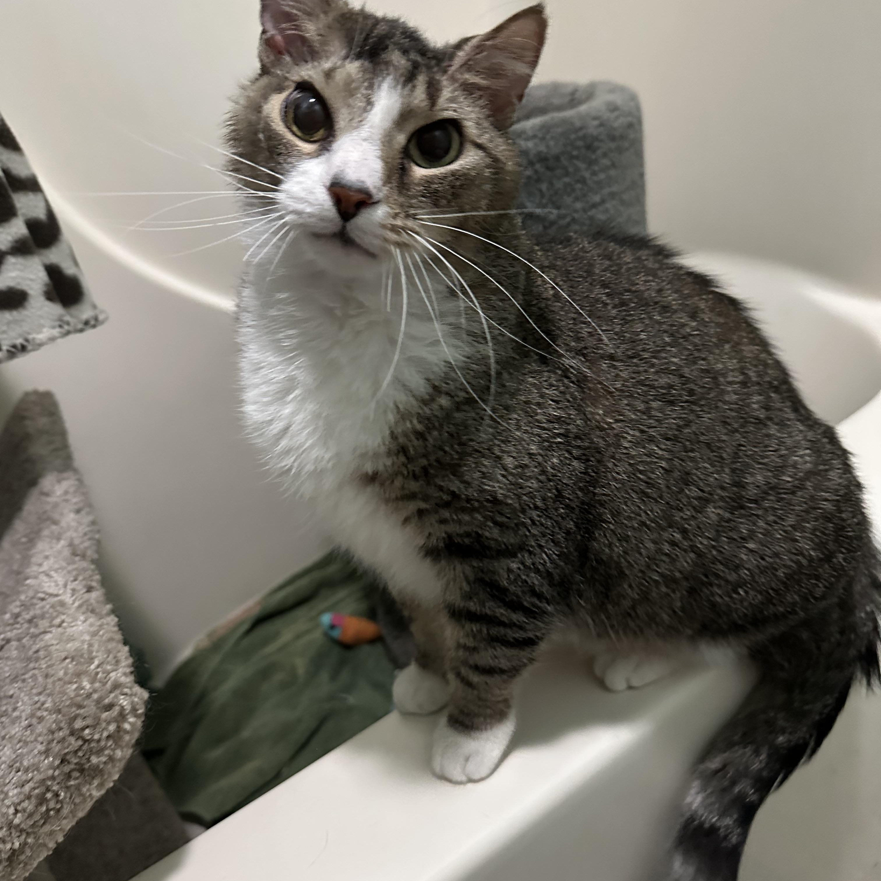 Enlarge Delilah, a Adoptable mixed breed in Greensboro, NC image 5/5