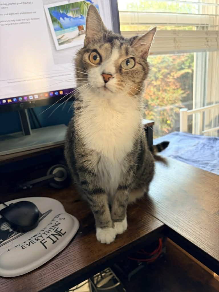 Delilah, Adoptable, Senior Female Domestic Short Hair & Tabby.