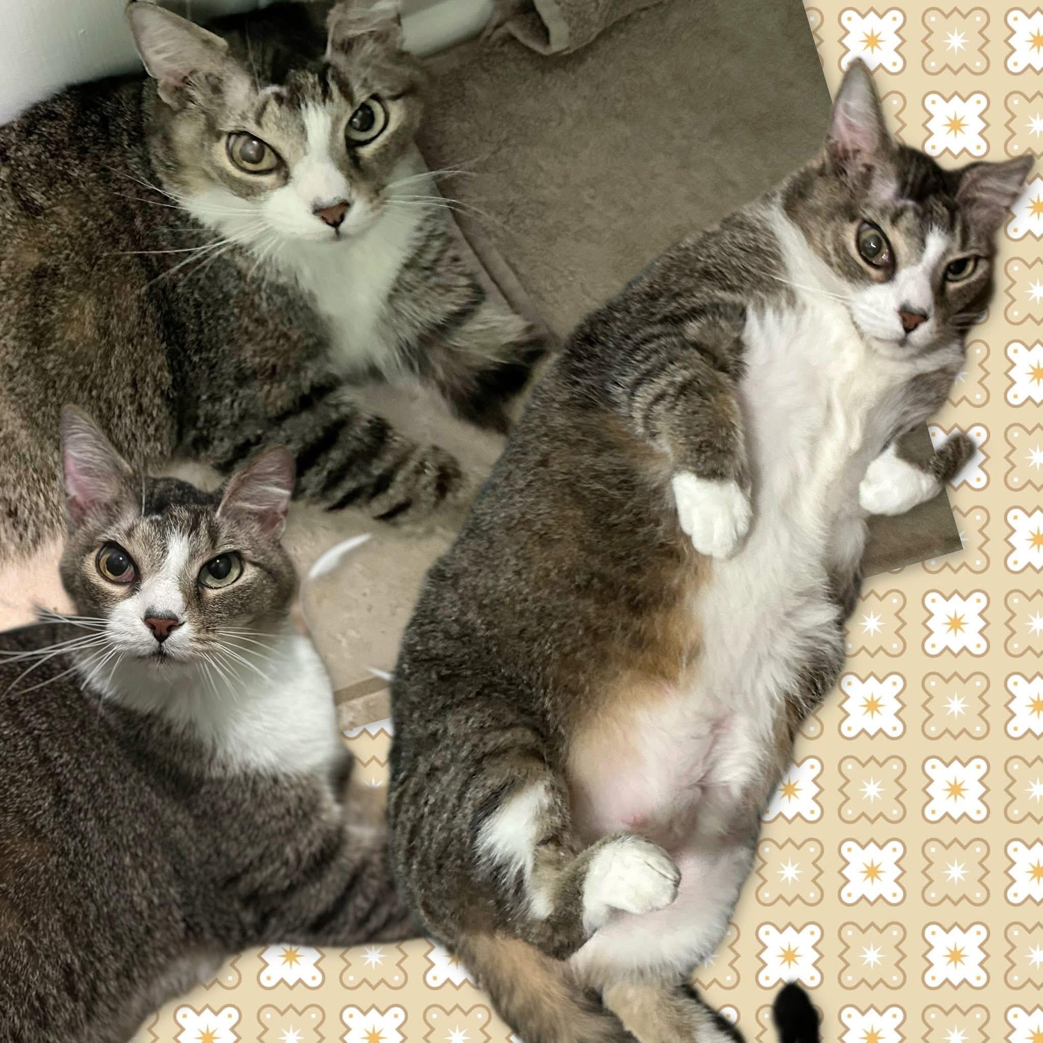 Enlarge Delilah, a Adoptable mixed breed in Greensboro, NC image 1/5