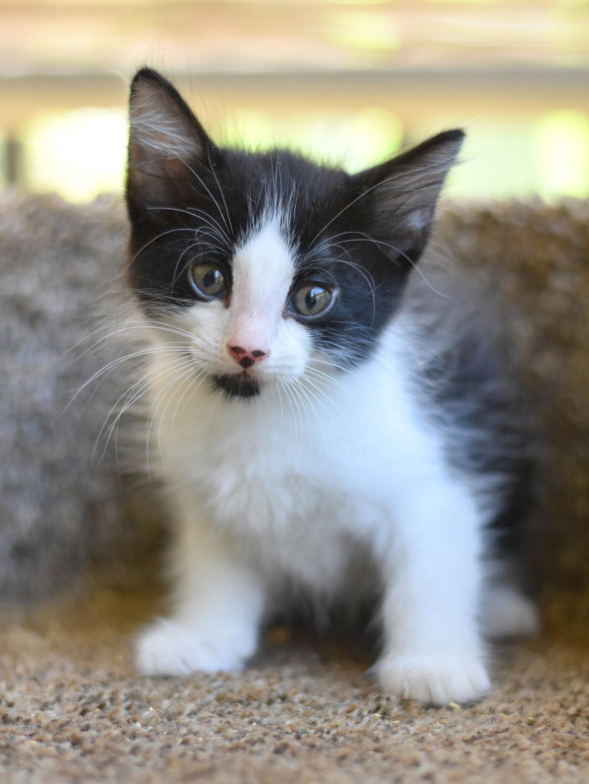 Frosty, Adopted, Kitten Male Domestic Long Hair.