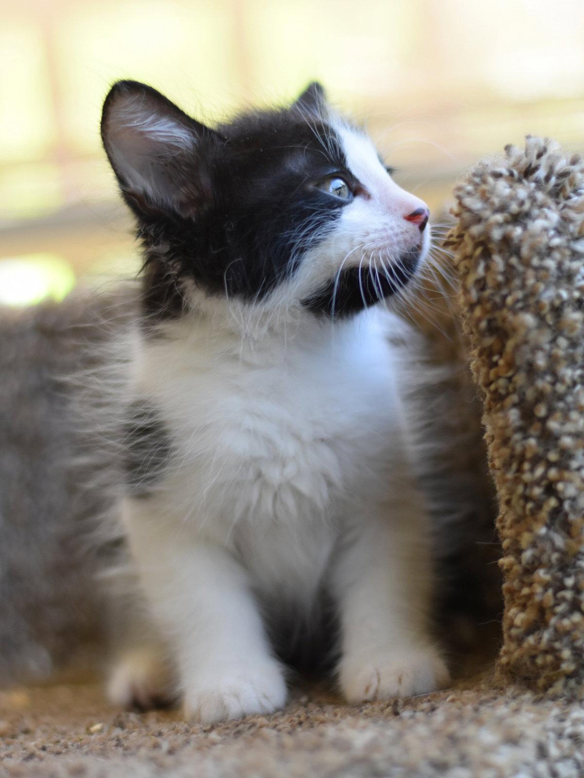 Enlarge Frosty, a Adopted Domestic Long Hair in Montgomery, TX image 2/3