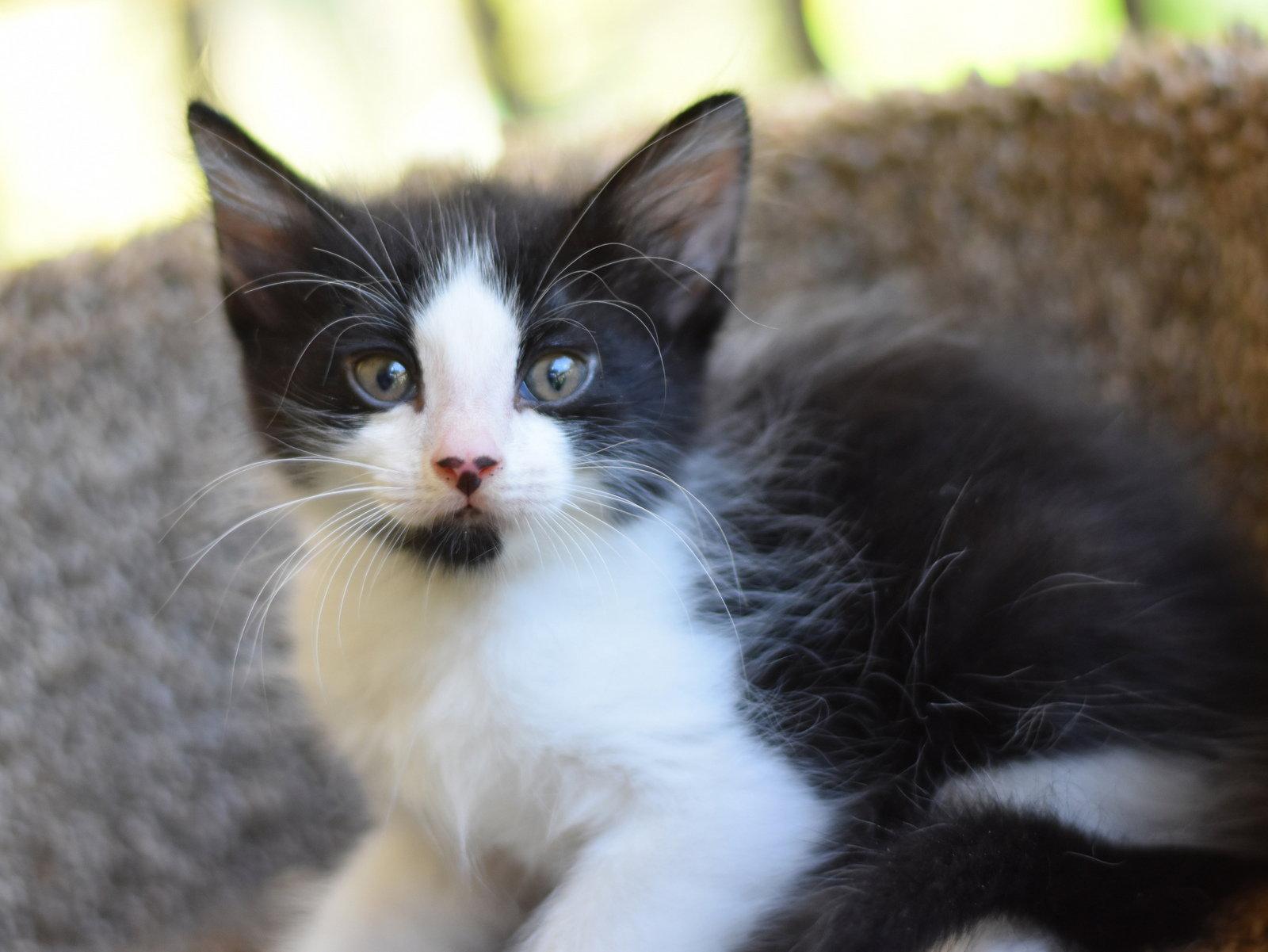 Enlarge Frosty, a Adopted Domestic Long Hair in Montgomery, TX image 3/3