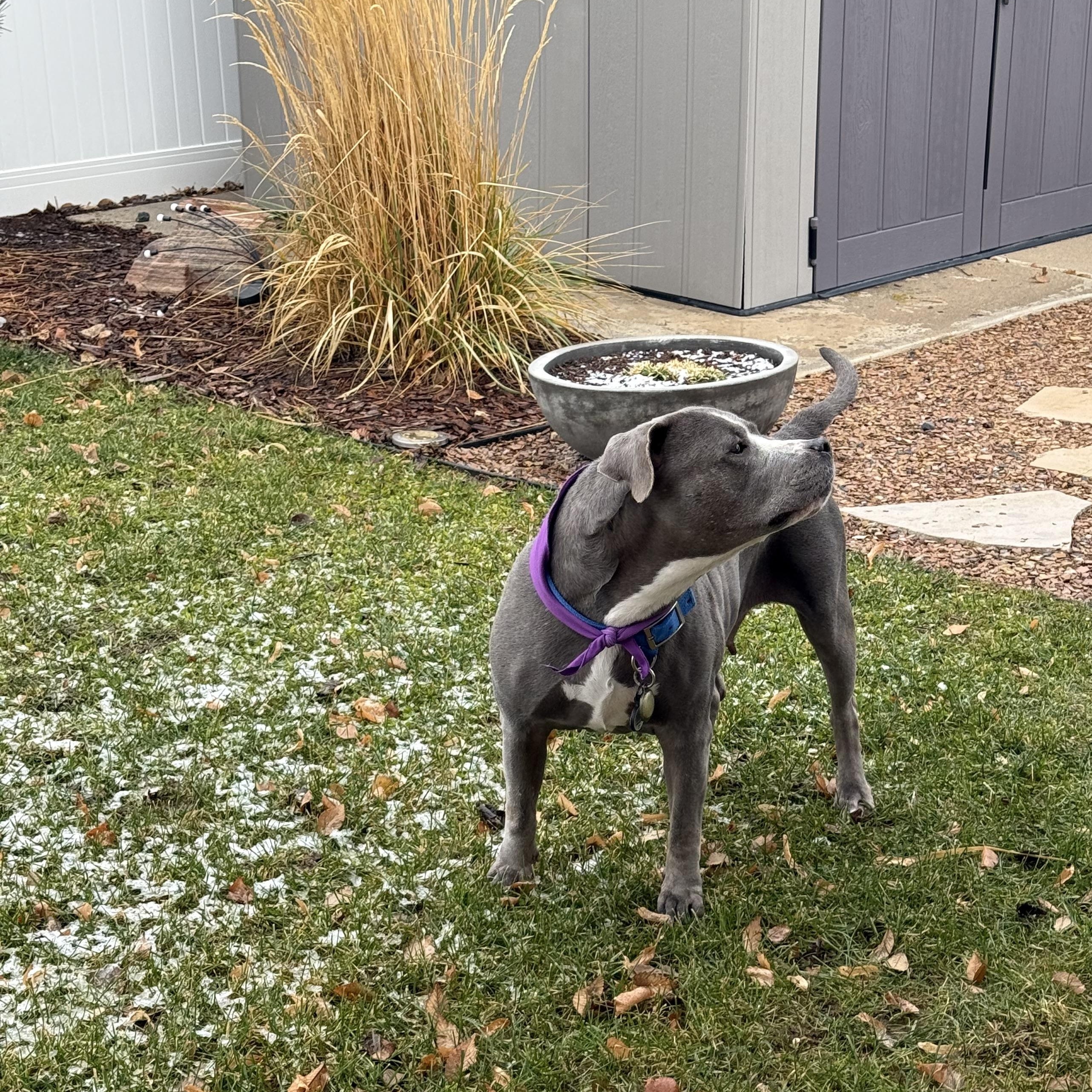 Bonnie, a Adoptable mixed breed in Roy, UT image 1/6