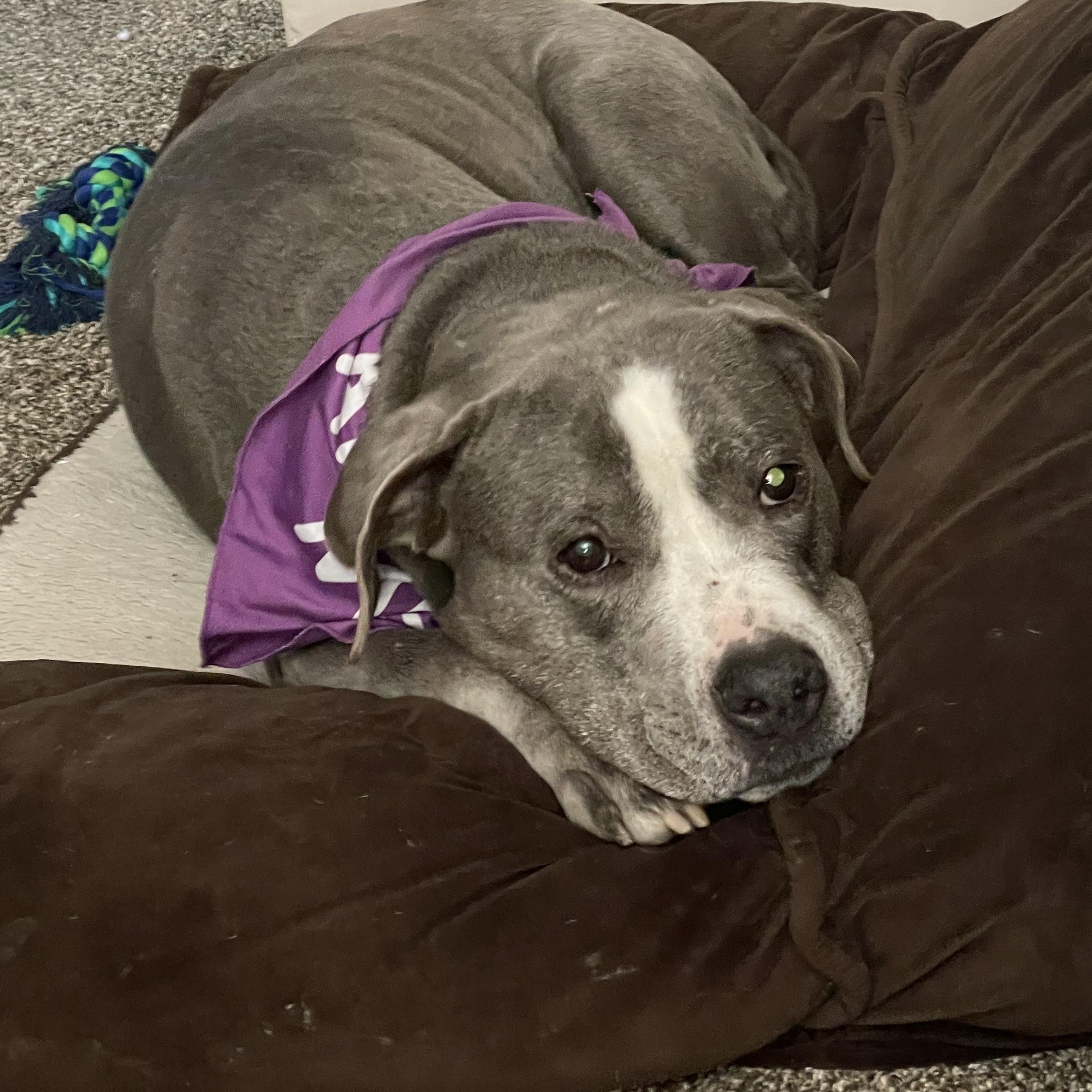 Bonnie, a Adoptable mixed breed in Roy, UT image 2/6