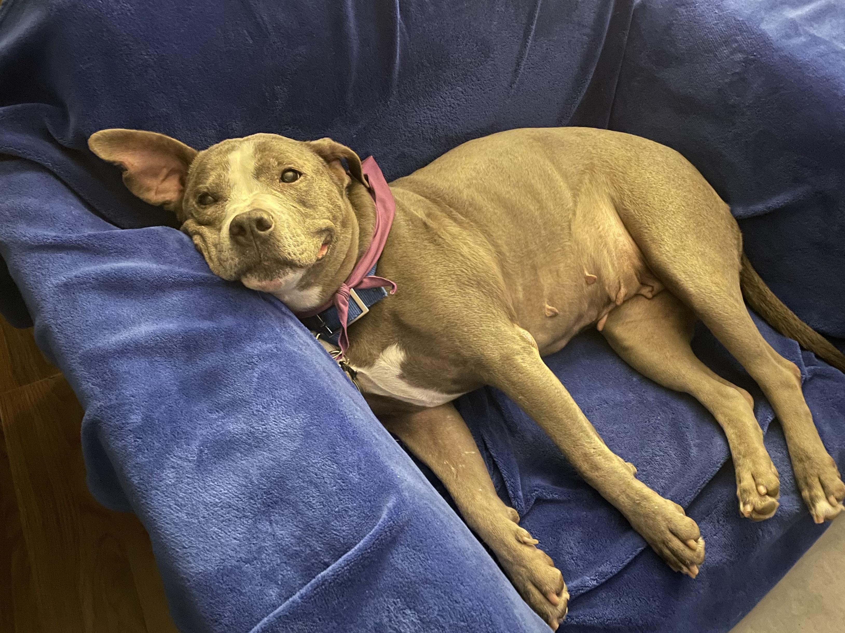 Bonnie, a Adoptable mixed breed in Roy, UT image 3/6