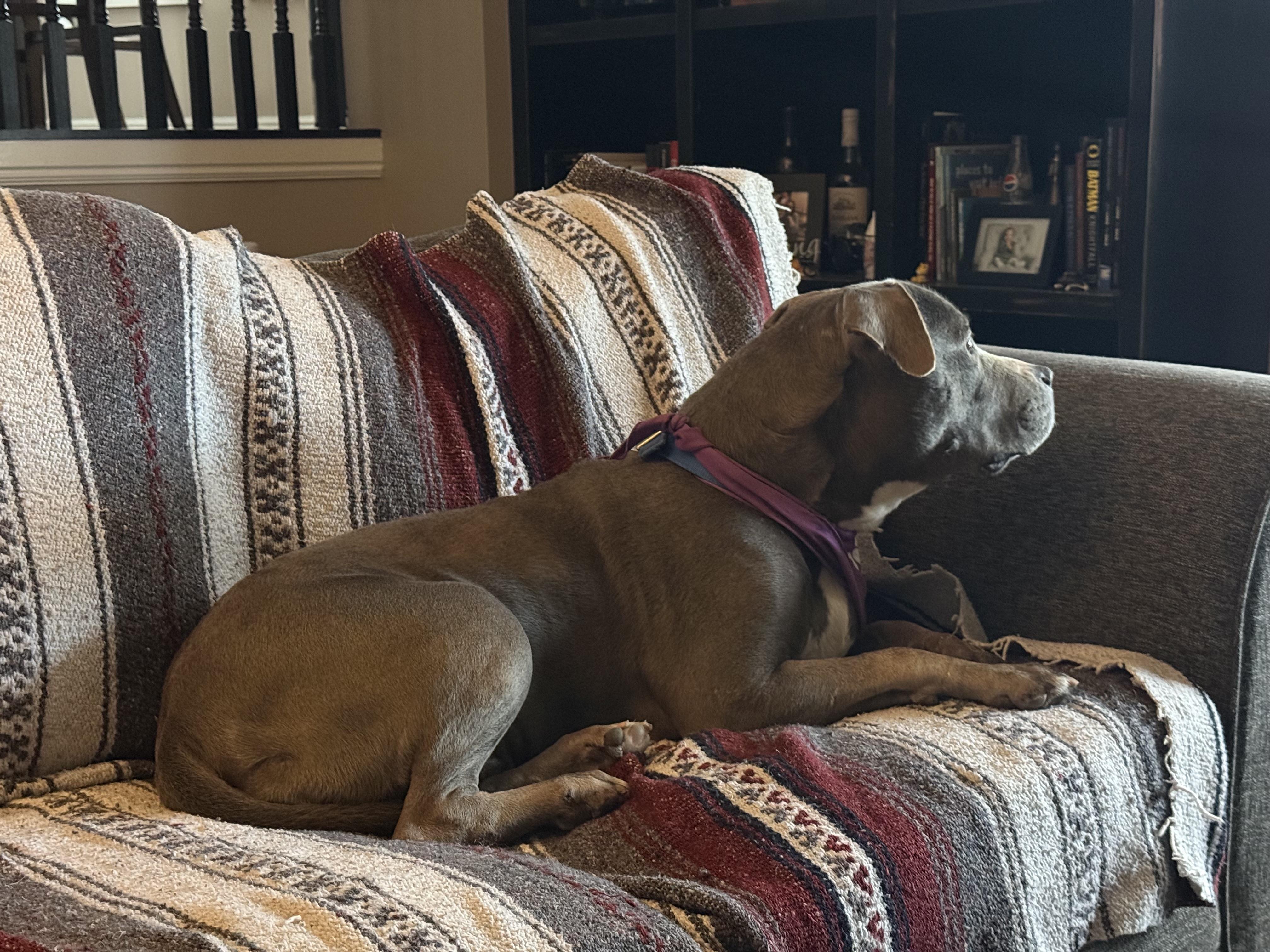 Bonnie, a Adoptable mixed breed in Roy, UT image 4/6