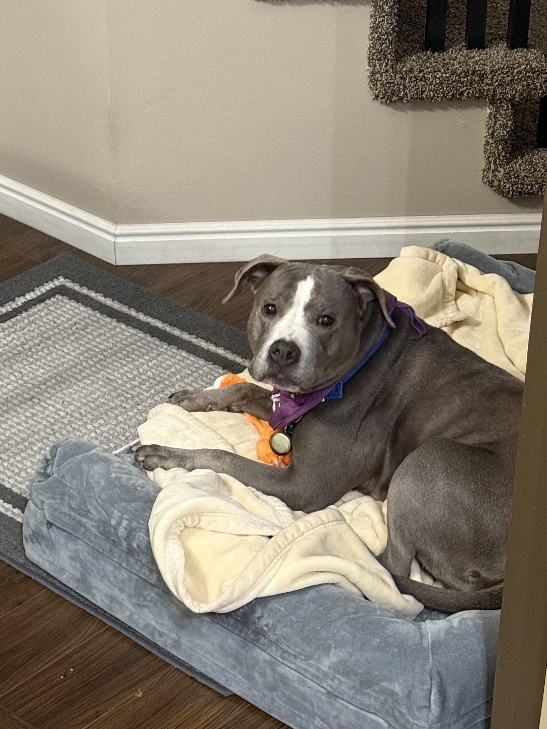 Bonnie, a Adoptable mixed breed in Roy, UT image 5/6