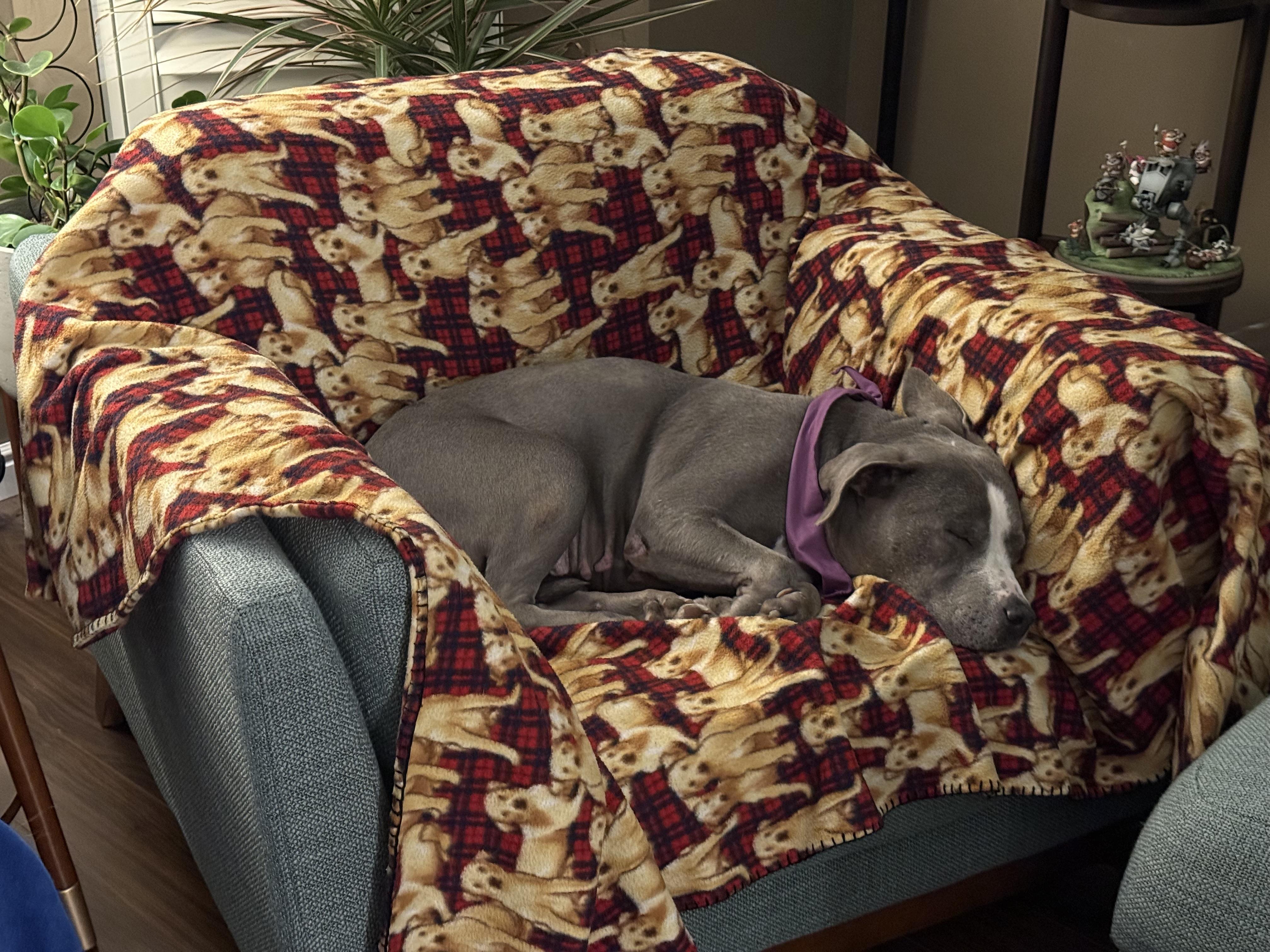 Bonnie, a Adoptable mixed breed in Roy, UT image 6/6