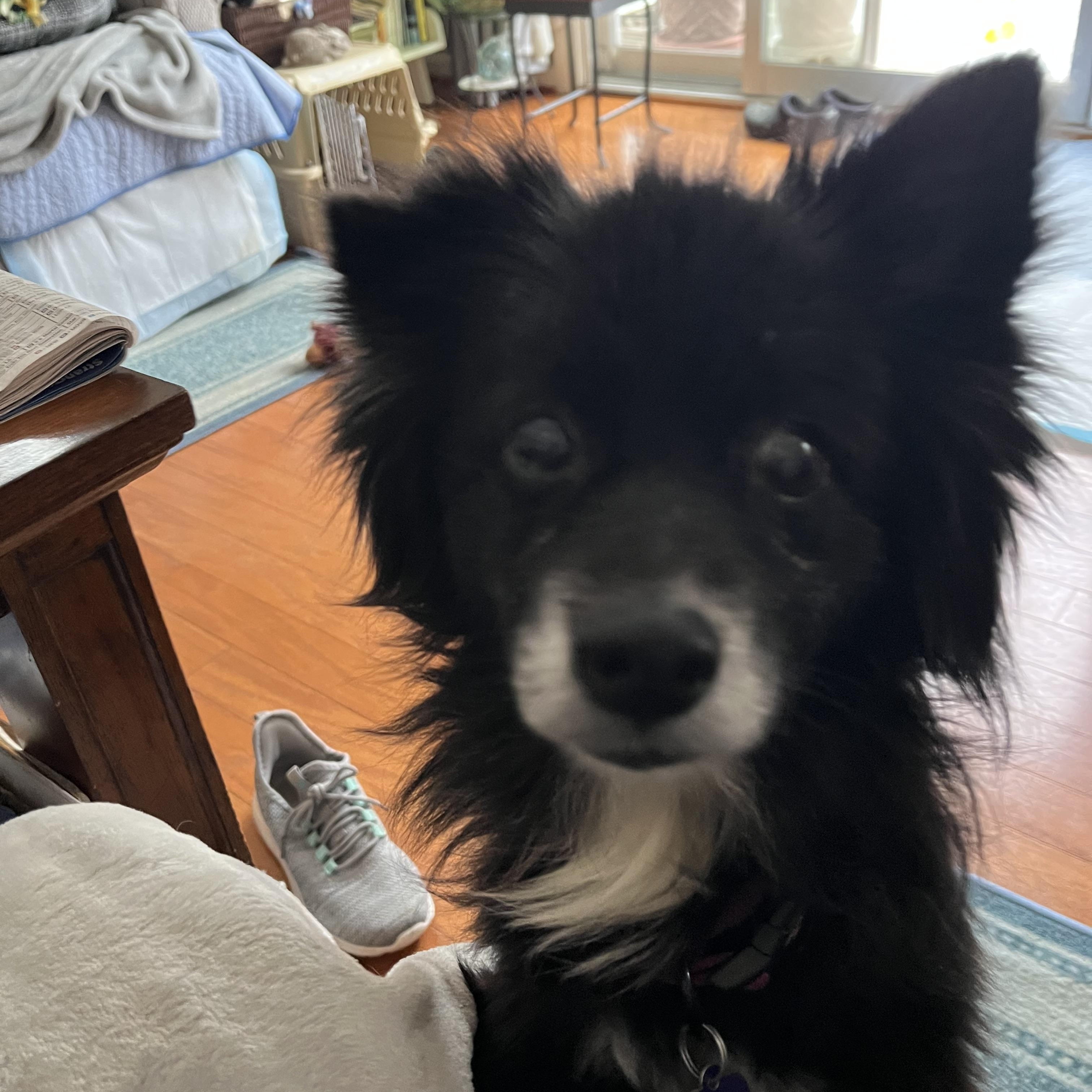 Enlarge Evie, an adopted mixed breed in Rockville, MD image 6/6