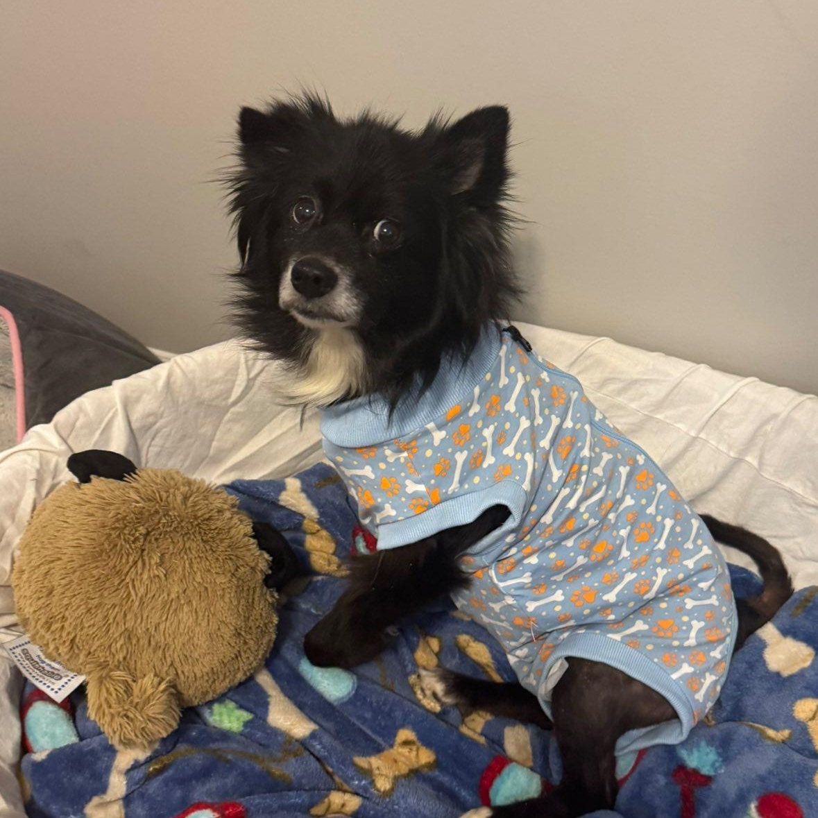 Enlarge Evie, an adopted mixed breed in Rockville, MD image 5/6