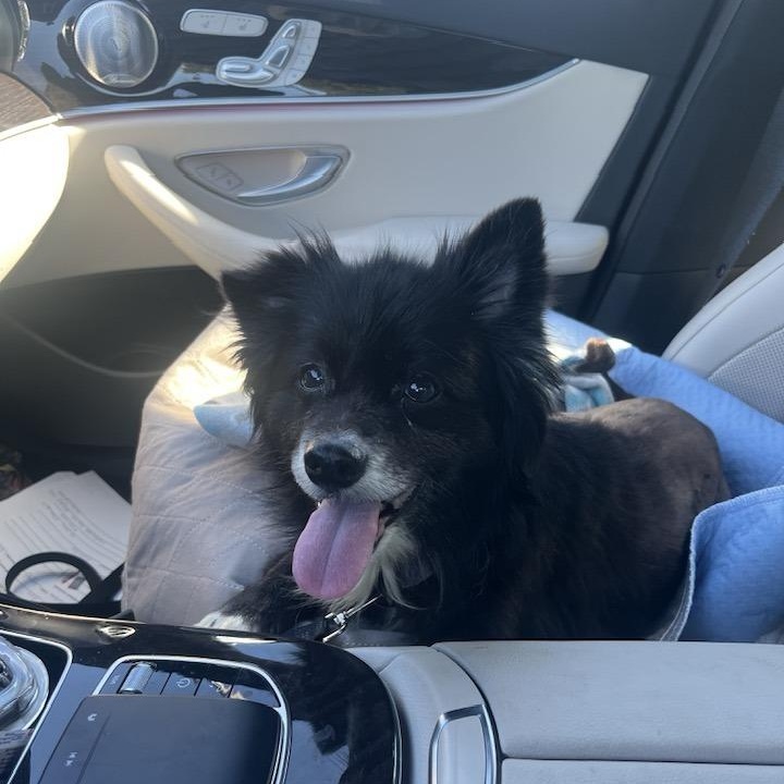 Evie, a Adoptable mixed breed in Rockville, MD image 6/6