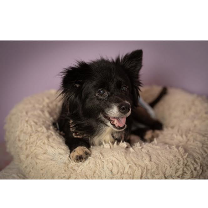 Evie, a Adoptable mixed breed in Rockville, MD image 2/6