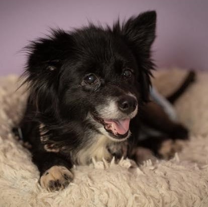 Enlarge Evie, an adopted mixed breed in Rockville, MD image 1/6