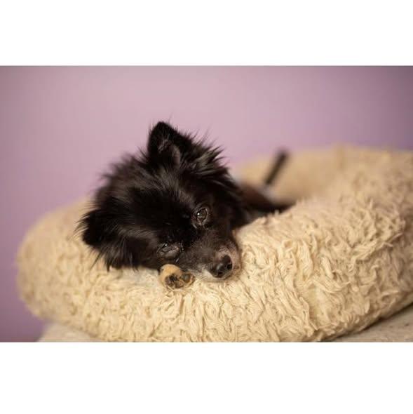 Evie, a Adoptable mixed breed in Rockville, MD image 3/6