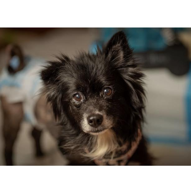 Evie, a Adoptable mixed breed in Rockville, MD image 4/6