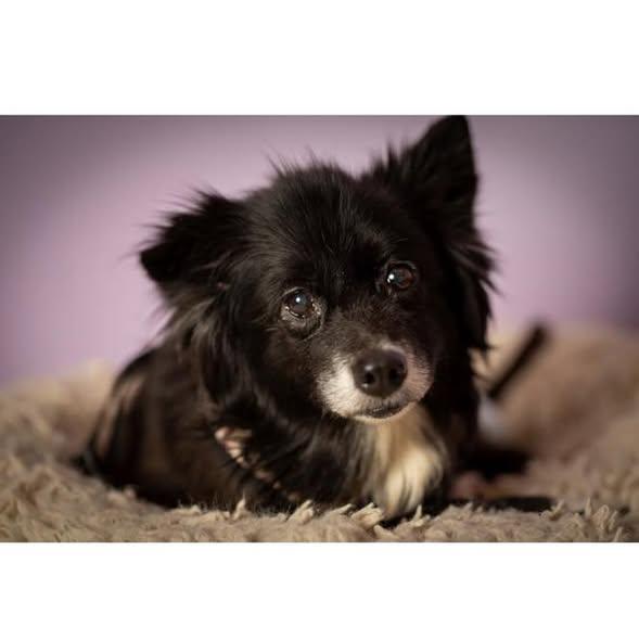 Evie, Adoptable, Senior Female Spitz & Pomeranian.