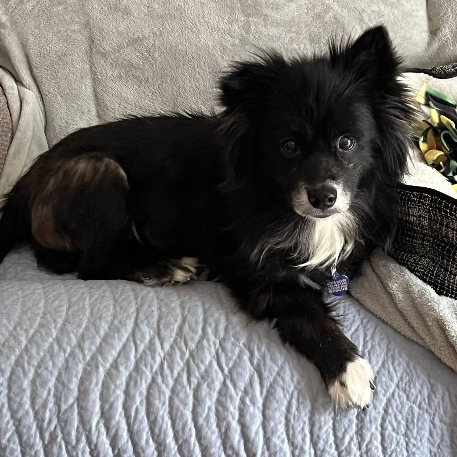 Enlarge Evie, an adopted mixed breed in Rockville, MD image 3/6