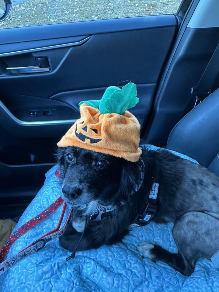 Evie, a Adoptable mixed breed in Rockville, MD image 5/6