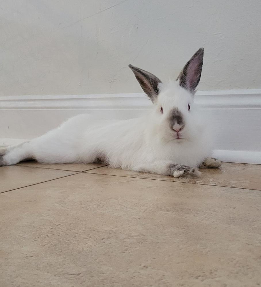 Enlarge Poppy, a Adoptable mixed breed in Naples, FL image 2/5