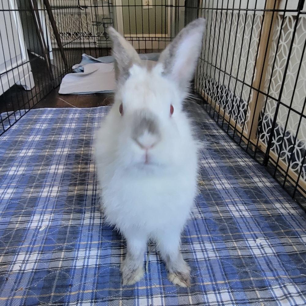 Poppy, a Adoptable mixed breed in Naples, FL image 2/4