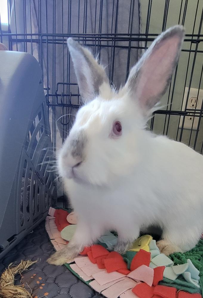 Poppy, a Adoptable mixed breed in Naples, FL image 3/4