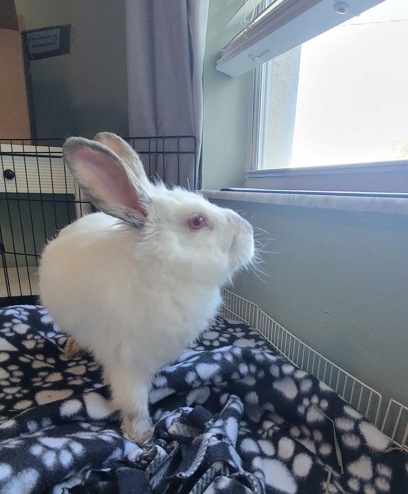 Poppy, a Adoptable mixed breed in Naples, FL image 4/4