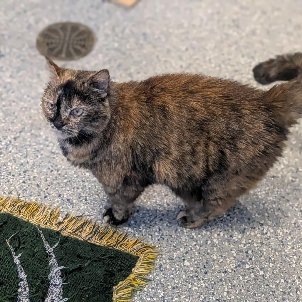 Luna, Adoptable, Senior Female Domestic Short Hair.