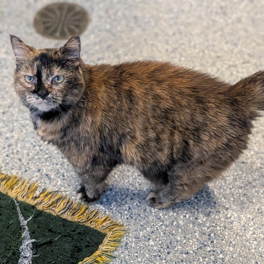 Luna, a Adoptable Domestic Short Hair in Prairie du Chien, WI image 2/3