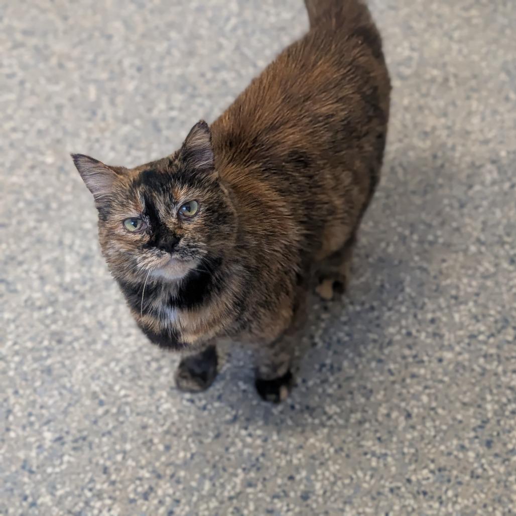 Luna, a Adoptable Domestic Short Hair in Prairie du Chien, WI image 3/3