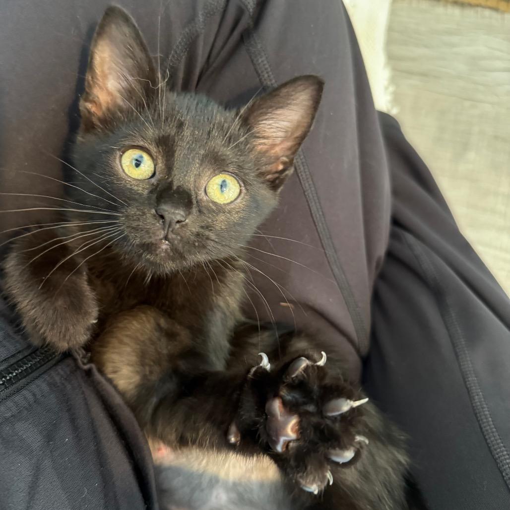 Clutter, Adoptable, Kitten Female Domestic Short Hair.