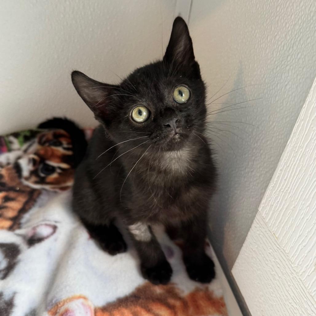 Clutter, a Adoptable Domestic Short Hair in Arden, NC image 2/6