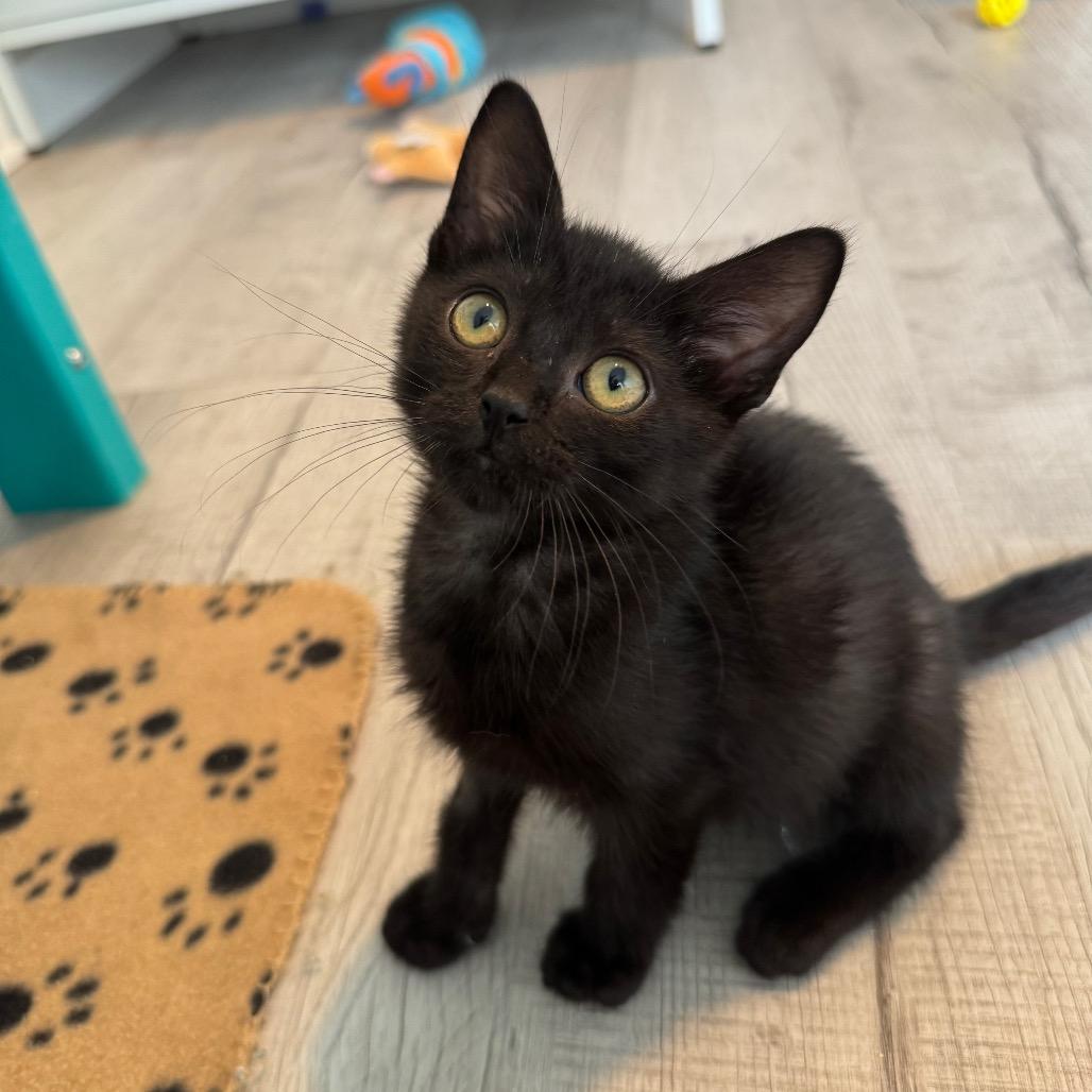Clutter, a Adoptable Domestic Short Hair in Arden, NC image 3/6