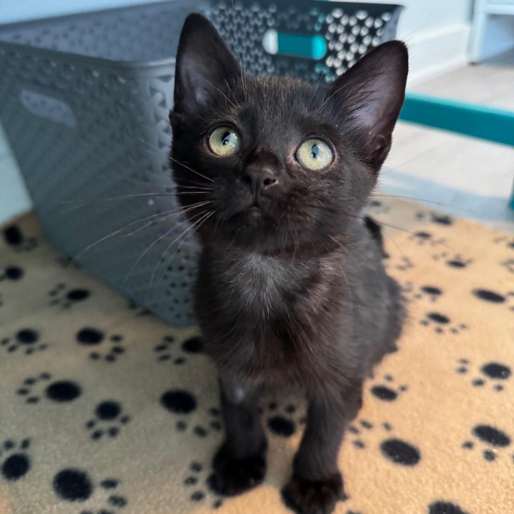 Clutter, a Adoptable Domestic Short Hair in Arden, NC image 4/6
