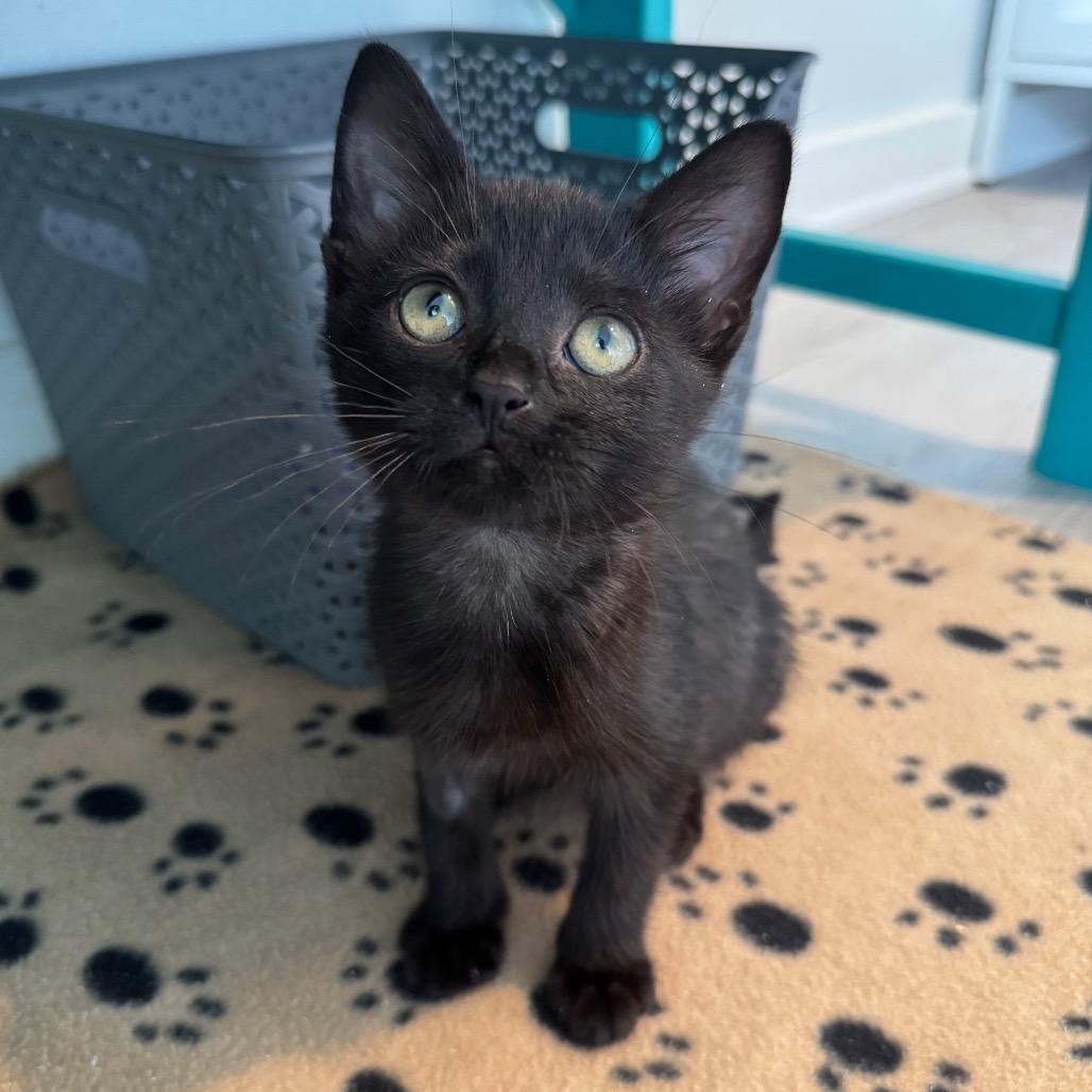 Clutter, a Adoptable Domestic Short Hair in Arden, NC image 5/6