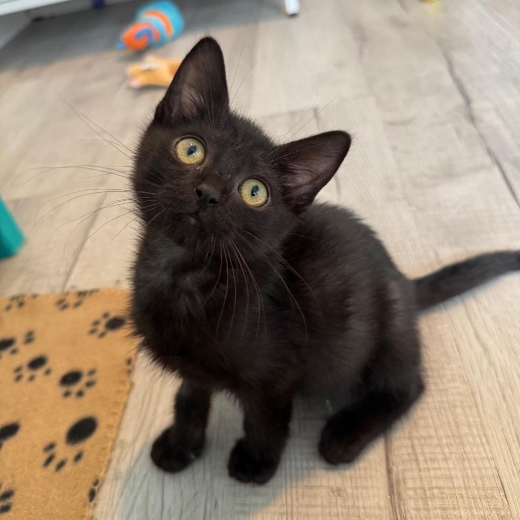 Clutter, a Adoptable Domestic Short Hair in Arden, NC image 6/6