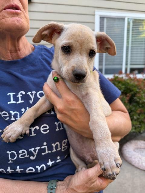 Potato, adopted, Puppy Male Labrador Retriever & Chihuahua.