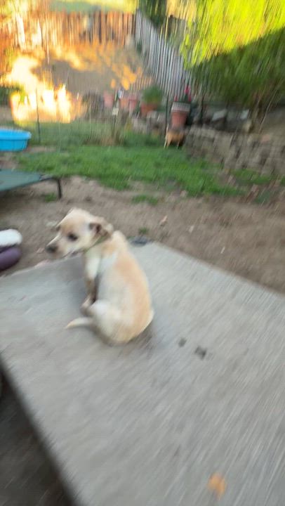 Enlarge Potato, an adopted mixed breed in clayton , CA video 2/2