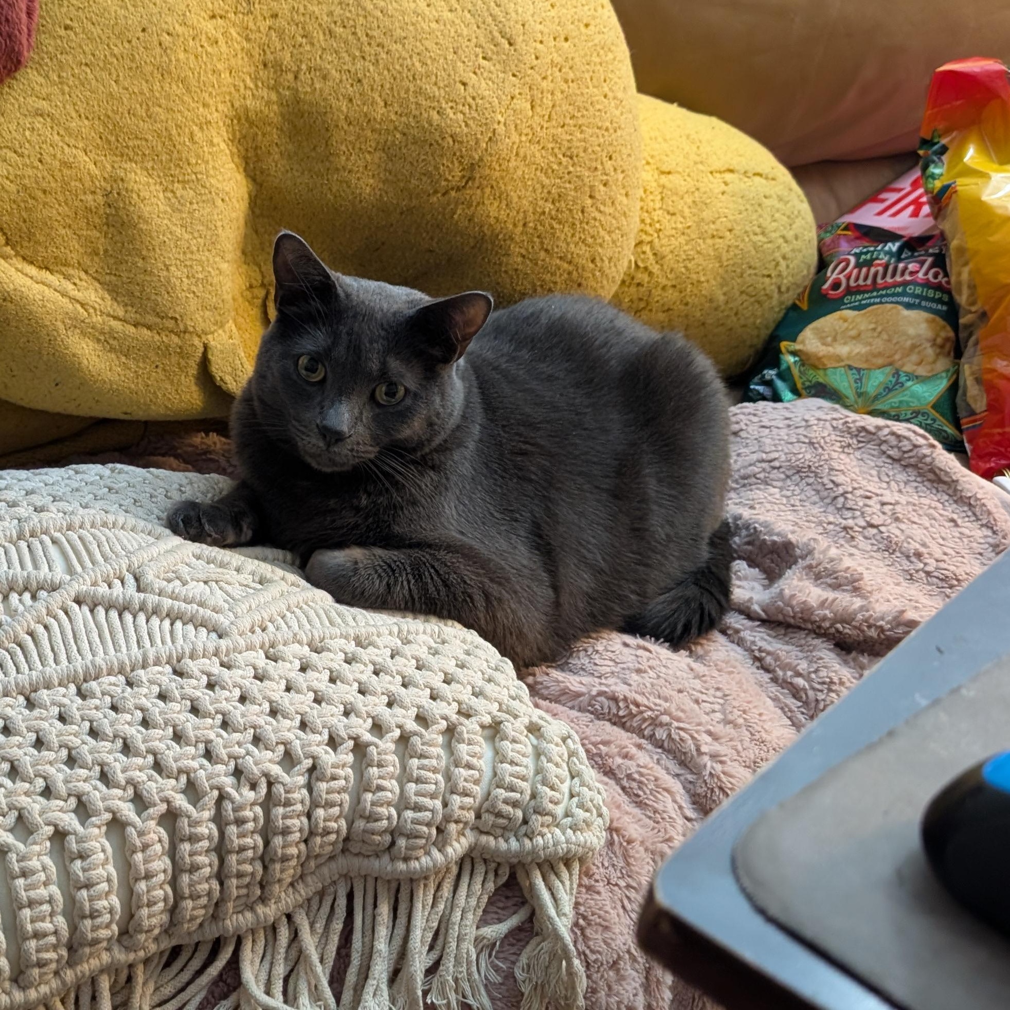 Dusty Courtesy Listing, ADOPTABLE, Adult Male Domestic Short Hair.