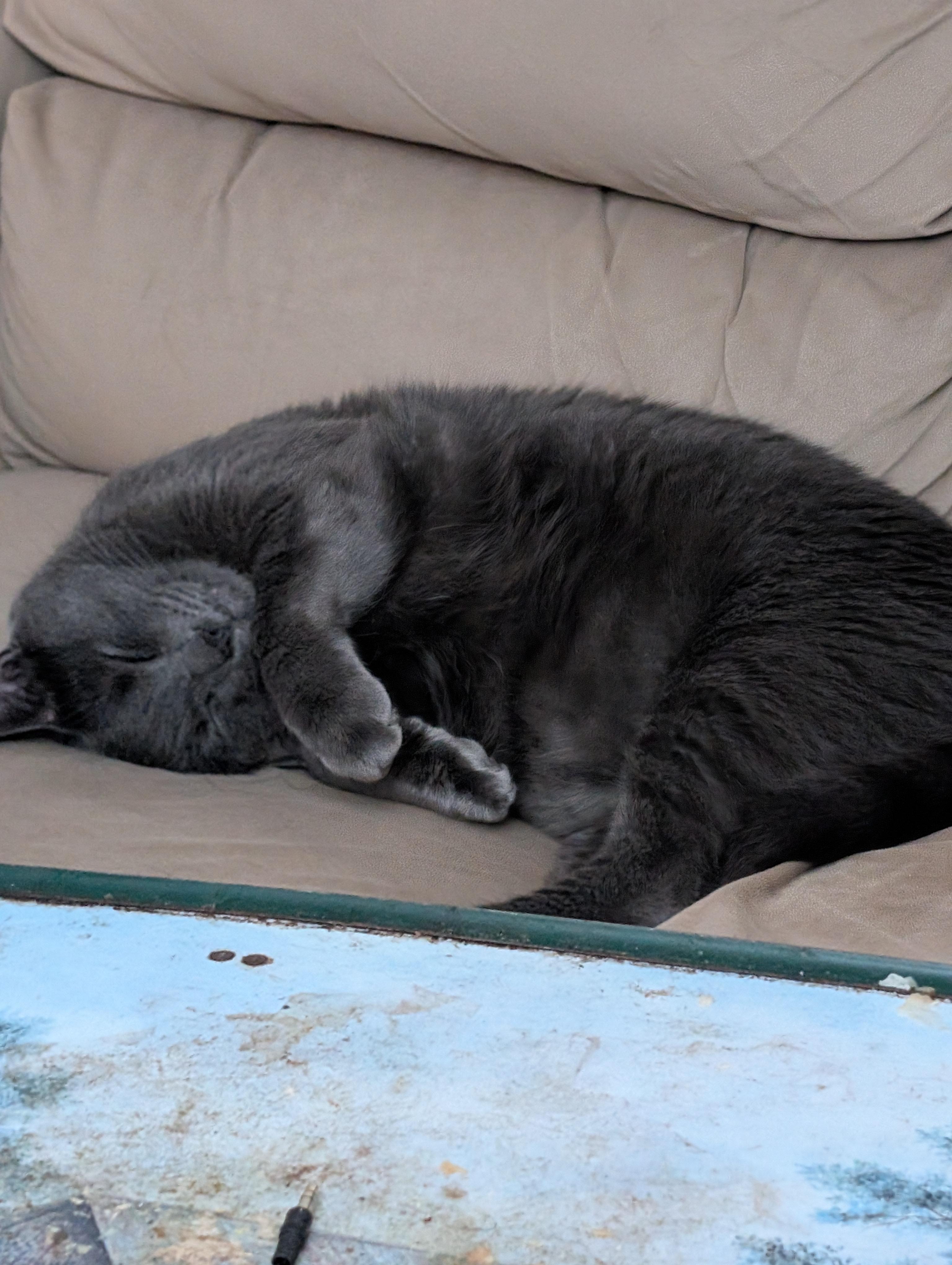 Dusty Courtesy Listing, a ADOPTABLE Domestic Short Hair in Midland, MI image 2/6