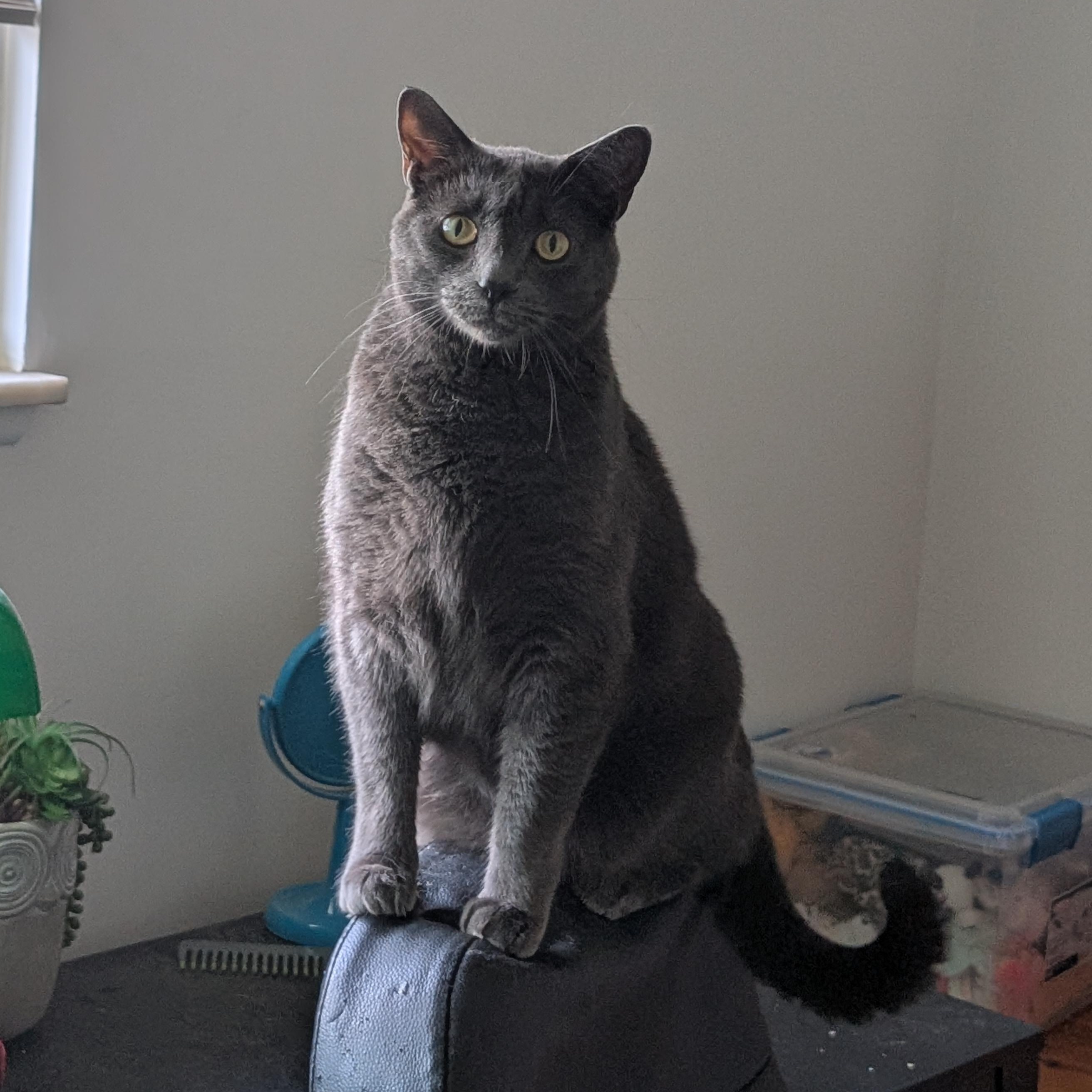 Dusty Courtesy Listing, a ADOPTABLE Domestic Short Hair in Midland, MI image 3/6