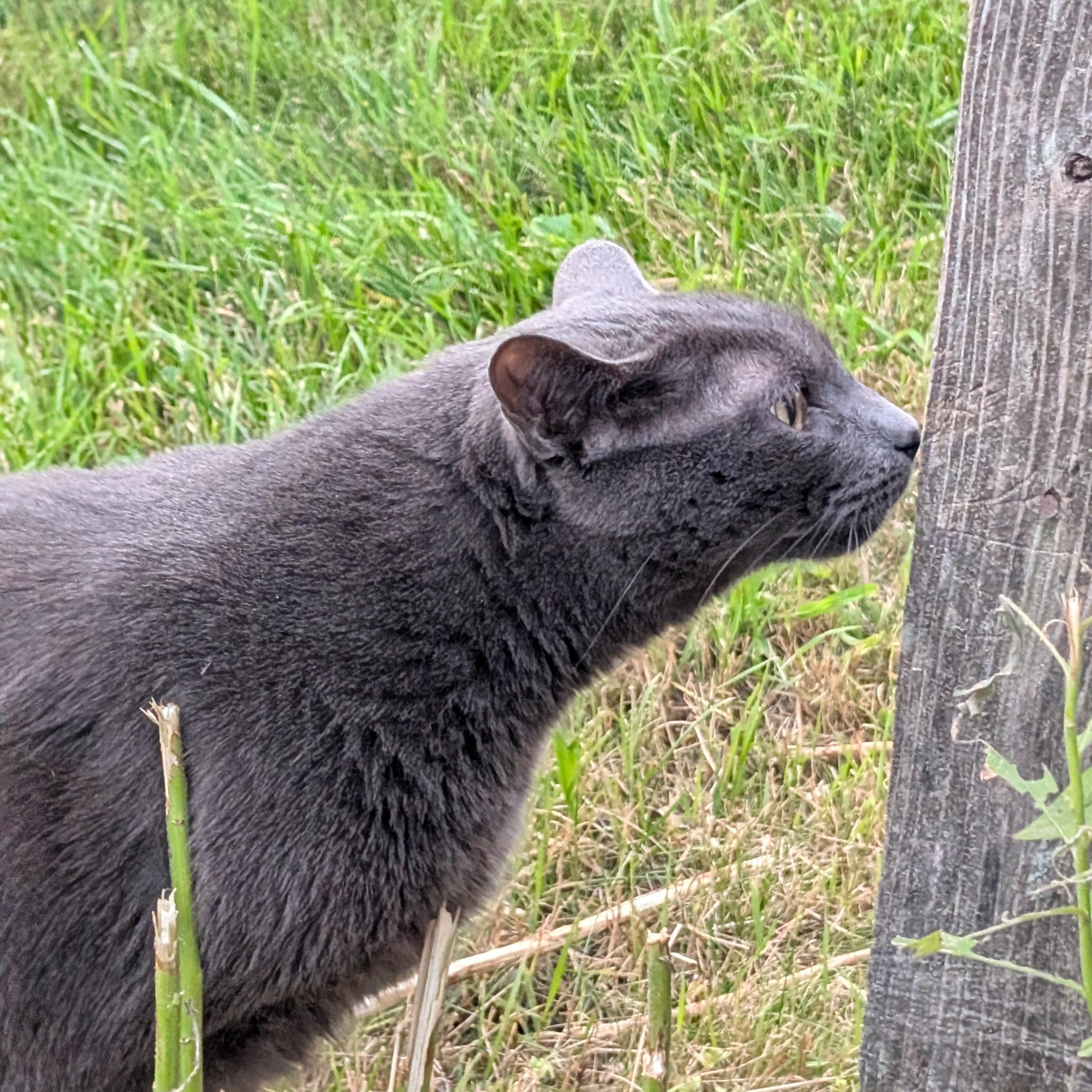 Dusty Courtesy Listing, a ADOPTABLE Domestic Short Hair in Midland, MI image 4/6