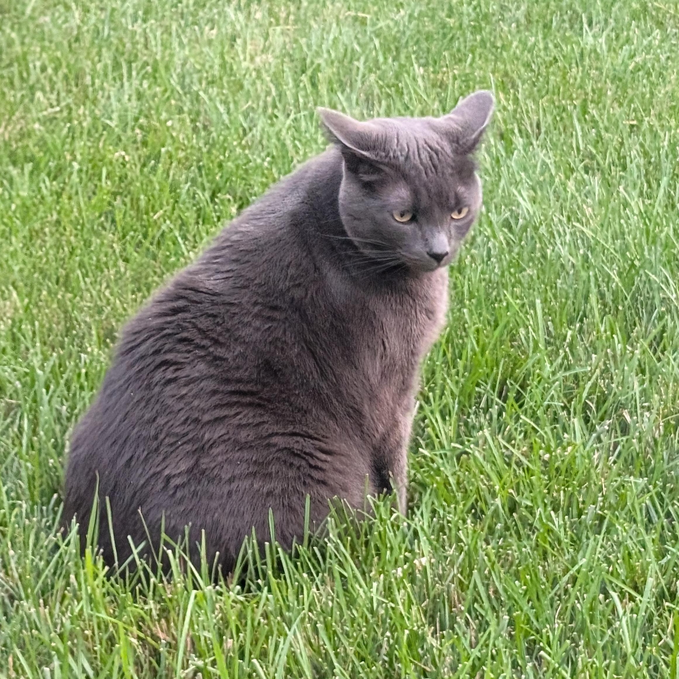 Dusty Courtesy Listing, a ADOPTABLE Domestic Short Hair in Midland, MI image 5/6