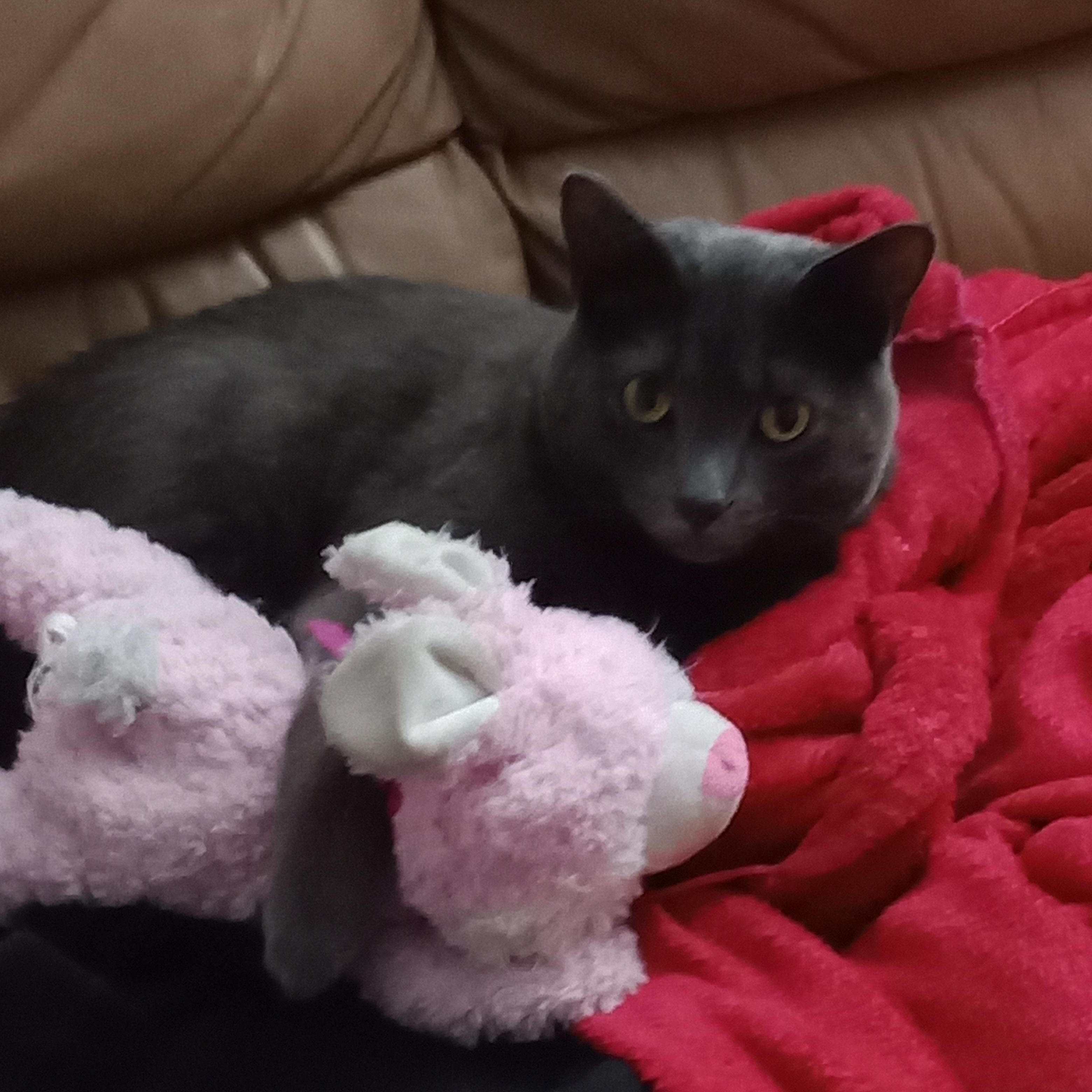 Dusty Courtesy Listing, a ADOPTABLE Domestic Short Hair in Midland, MI image 6/6