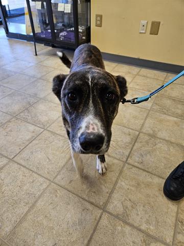 Enlarge GRACIE, a Adoptable mixed breed in Norfolk, VA image 1/1