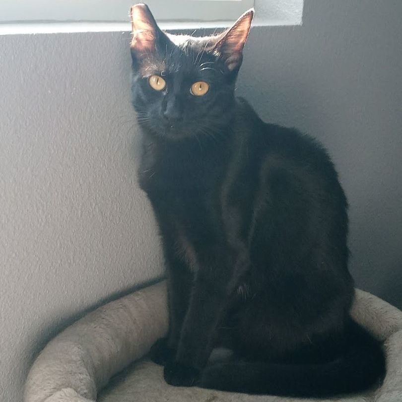 Enlarge Figgy Pudding *COURTESY POST*, a Adoptable Domestic Short Hair image 1/1