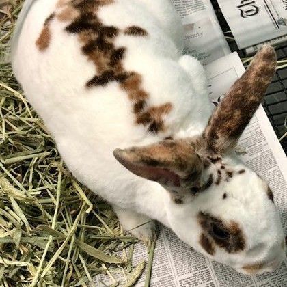 CeCe, Adoptable, Adult Female American.