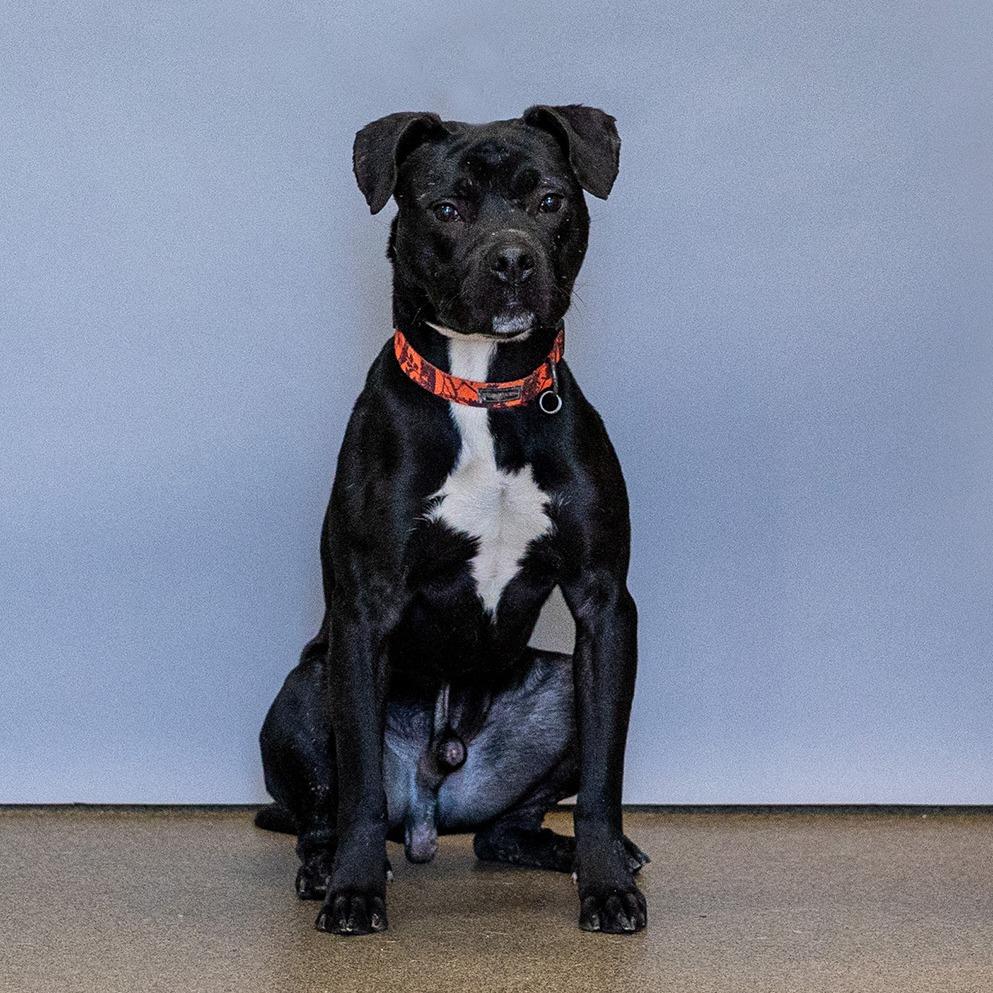 Enlarge Nano, a Adoptable Pit Bull Terrier in Council Bluffs, IA image 2/2