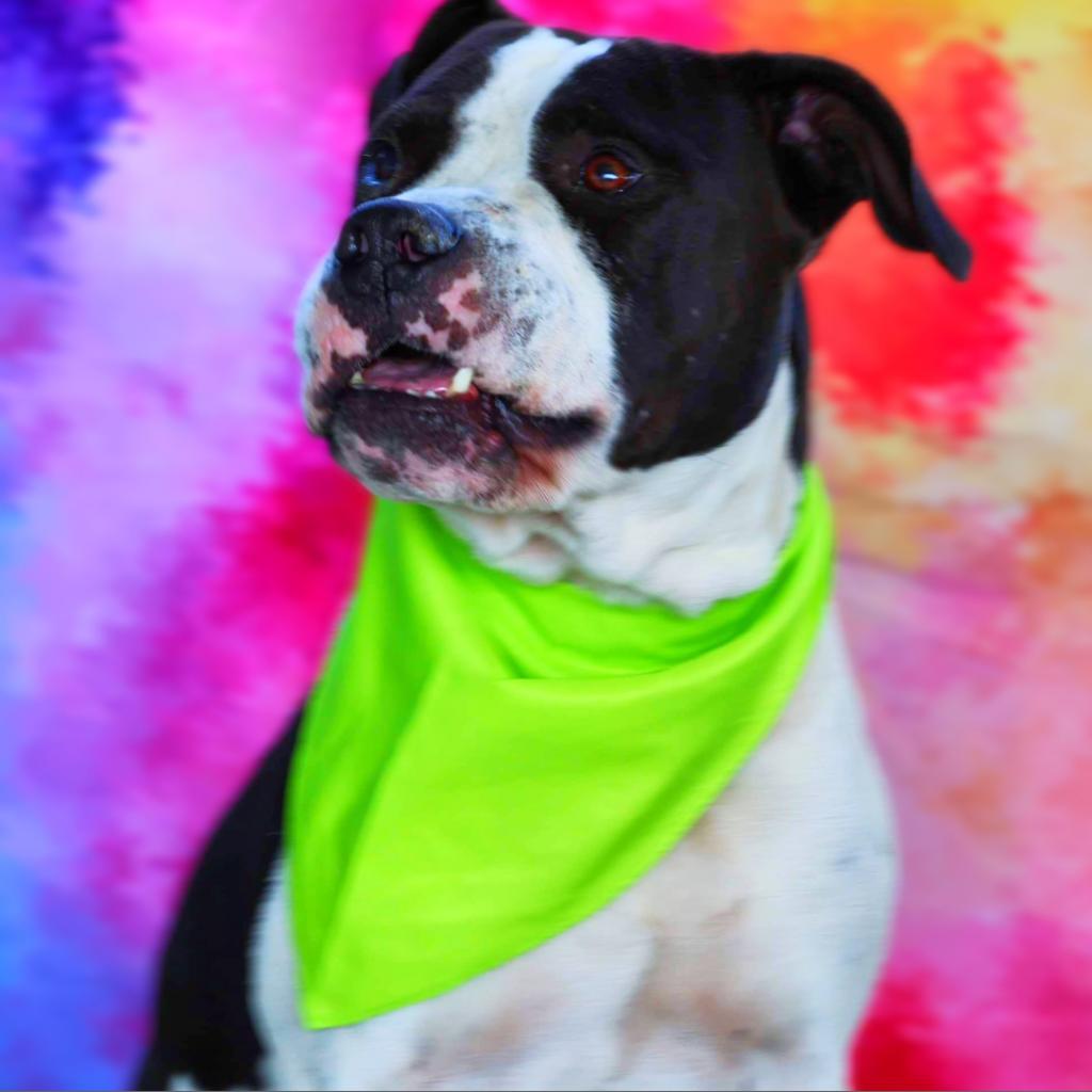 Enlarge Betamax JuM*, a Adoptable mixed breed in Southampton, PA image 3/6