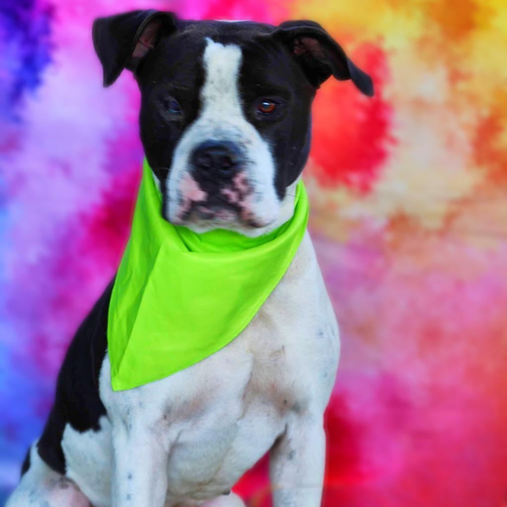 Enlarge Betamax JuM*, a Adoptable mixed breed in Southampton, PA image 6/6