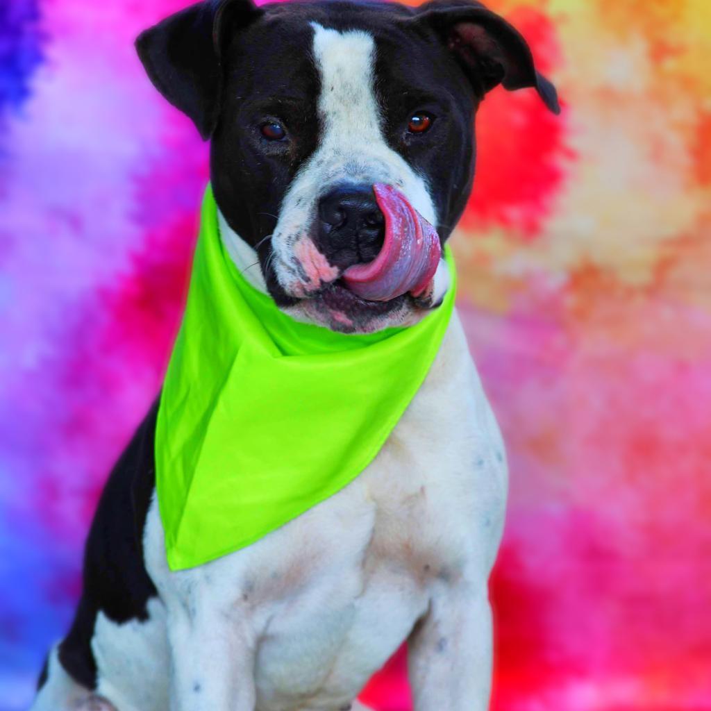 Enlarge Betamax JuM*, a Adoptable mixed breed in Southampton, PA image 5/6